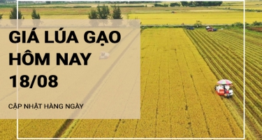 Giá lúa gạo hôm nay ngày 18/08/2024: Giá lúa tăng mạnh 50 - 900 đồng/kg