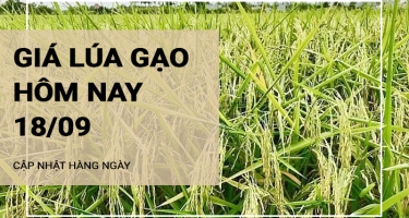 Giá lúa gạo hôm nay ngày 18/09/2024: Giảm nhẹ với gạo nguyên liệu và lúa