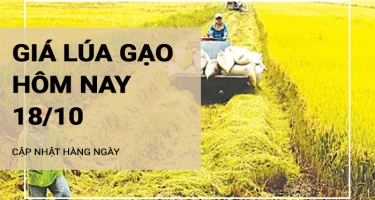 Giá lúa gạo hôm nay ngày 18/10/2024: Thị trường gạo trong nước tăng nhẹ