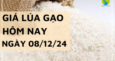 Giá lúa gạo hôm nay 08/12/2024: Giá gạo nhích nhẹ ngày cuối tuần