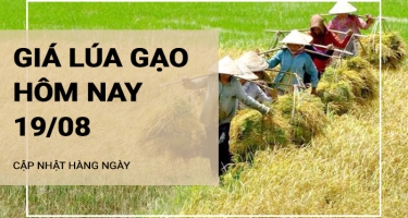 Giá lúa gạo hôm nay ngày 19/08/2024: Giá gạo giảm nhẹ, Giá lúa đi ngang