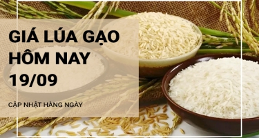 Giá lúa gạo hôm nay ngày 19/09/2024: Giá  lúa gạo tăng giảm nhẹ