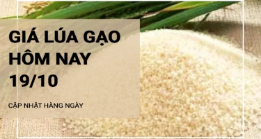 Giá lúa gạo hôm nay ngày 19/10/2024: Gạo xuất gạo xuất khẩu ổn định