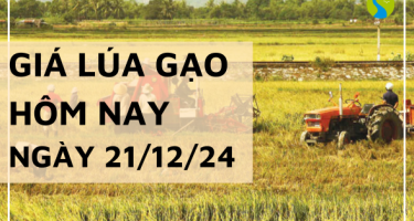 Giá lúa gạo hôm nay 21/12/2024: Giá gạo thành phẩm tiếp tục giảm mạnh 400 đồng/kg