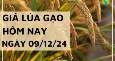 Giá lúa gạo hôm nay 09/12/2024: Thị trường đi ngang, giao dịch chậm