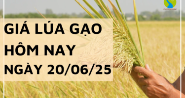 Giá Lúa Gạo Hôm Nay Ngày 20/6/2025: Xuất Khẩu Nhích Nhẹ