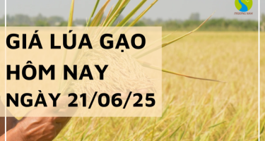 Giá Lúa Gạo Hôm Nay Ngày 21/6/2025: Giá Lúa Trái Chiều
