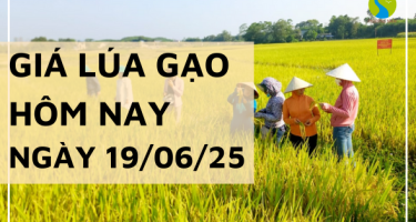 Giá Lúa Gạo Hôm Nay Ngày 19/6/2025: Giá Lúa Tăng Nhẹ