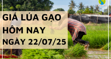Giá Lúa Gạo Hôm Nay Ngày 22/7/2025: Gạo Nguyên Liệu Bứt Tốc