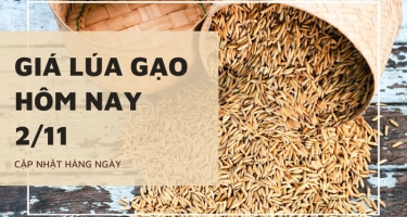 Giá lúa gạo hôm nay ngày 02/11/2023: Điều chỉnh giảm với gạo nguyên liệu