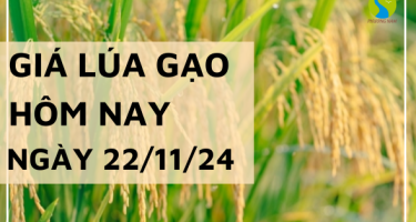 Giá lúa gạo hôm nay 22/11/2024: Nông dân chào giá lúa cao, nguồn về ít