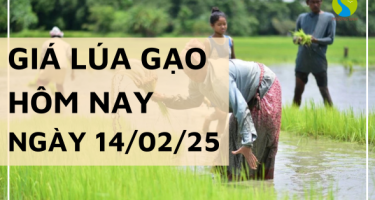 Giá lúa gạo hôm nay 14/02/2025: Thị trường lúa gạo trong nước đi ngang