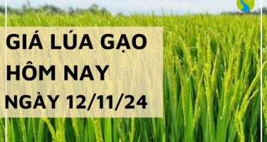 Giá lúa gạo hôm nay 12/11/2024: Giá cám khô giảm mạnh 300 - 350 đồng/kg