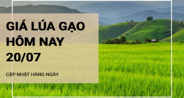 Giá lúa gạo hôm nay ngày 20/07/2024: Giá lúa gạo biến động trái chiều