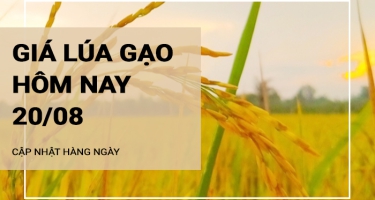 Giá lúa gạo hôm nay ngày 20/08/2024:  Giá lúa gạo tăng giảm trái chiều