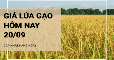 Giá lúa gạo hôm nay ngày 20/09/2024: Giá gạo tăng 200 - 350 đồng/kg; giá phụ phẩm giảm mạnh