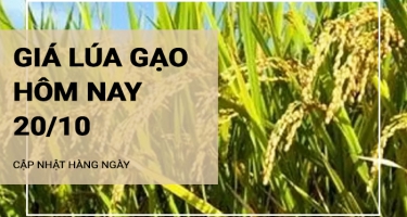 Giá lúa gạo hôm nay ngày 20/10/2024: Giá lúa gạo trầm lắng đi ngang