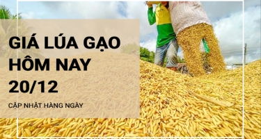 Giá lúa gạo hôm nay ngày 20/12/2023: Giá gạo thường giảm từ 500 - 1.000 đồng/kg