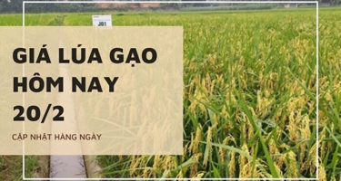 Giá lúa gạo hôm nay 20/02/2024: Tại Đồng bằng sông Cửu Long tiếp tục điều chỉnh giảm với gạo