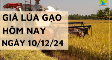 Giá lúa gạo hôm nay 10/12/2024: Gạo Nguyên Liệu IR 504 tăng nhẹ 100 đồng/kg