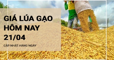 Giá lúa gạo hôm nay ngày 21/04/2024: Giá lúa gạo đồng loạt tăng từ 200 - 500 đồng/kg