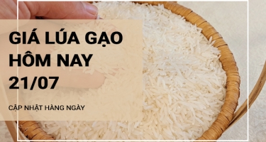 Giá lúa gạo hôm nay ngày 21/07/2024: Giá lúa biến động, giá gạo ổn định