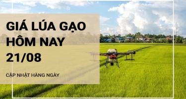 Giá lúa gạo hôm nay ngày 21/08/2024:  Giá lúa tăng, giảm trái chiều 200 đồng/kg