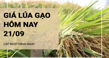 Giá lúa gạo hôm nay ngày 21/09/2024: Giá gạo trong nước tăng nhẹ