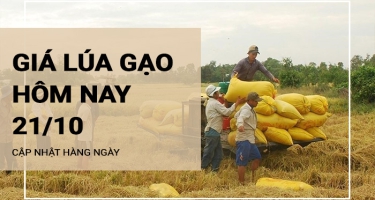 Giá lúa gạo hôm nay ngày 21/10/2023: Giá gạo xuất khẩu tăng 10 USD/tấn