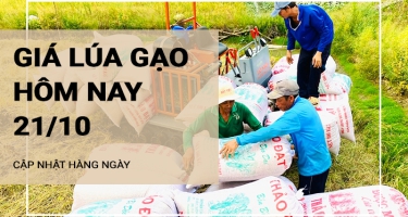 Giá lúa gạo hôm nay ngày 21/10/2024: Giá lúa gạo trầm lắng đi ngang