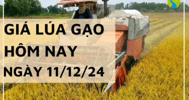 Giá lúa gạo hôm nay 11/12/2024: Lúa tươi tiếp đà tăng cao 200 - 300 đồng/kg