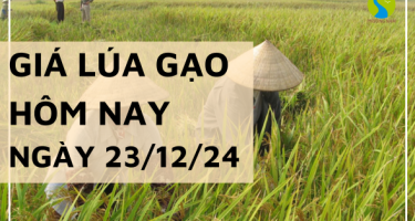 Giá lúa gạo hôm nay 23/12/2024: Thị trường lúa gạo trong nước đi ngang