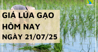 Giá Lúa Gạo Hôm Nay Ngày 21/7/2025: Thị Trường Lặng Sóng