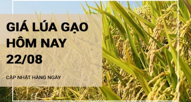 Giá lúa gạo hôm nay ngày 22/08/2024: Nhu cầu mua lúa chậm, do giá lúa quá cao