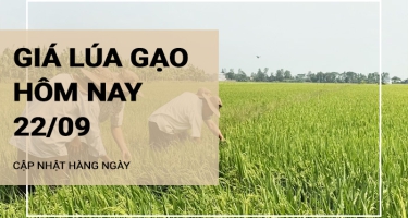 Giá lúa gạo hôm nay ngày 22/09/2024: Trong tuần qua giá lúa gạo liên tục điều chỉnh tăng, giảm