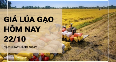 Giá lúa gạo hôm nay ngày 22/10/2023: Giá lúa gạo chững lại và đi ngang