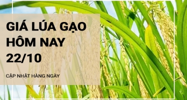 Giá lúa gạo hôm nay ngày 22/10/2024: Tăng nhẹ với mặt hàng lúa và gạo