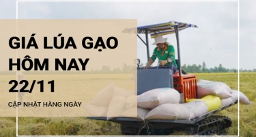 Giá lúa gạo hôm nay ngày 22/11/2023: Giá gạo Sóc thường tăng cao 500 đồng/kg