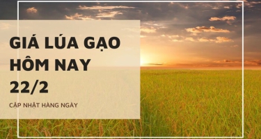 Giá lúa gạo hôm nay 22/02/2024: tại Đồng bằng sông Cửu Long tiếp tục giảm với lúa