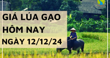 Giá lúa gạo hôm nay 12/12/2024: Giá lúa tươi neo cao, thương lái mua chậm