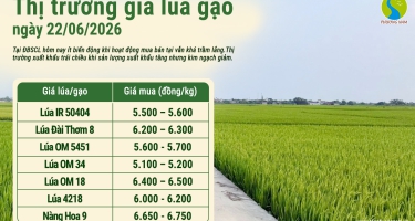 Giá lúa gạo hôm nay 22/6/2026: Giao dịch trầm lắng