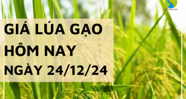 Giá lúa gạo hôm nay 24/12/2024: Giá gạo tiếp tục tăng nhẹ 100 đồng/kg