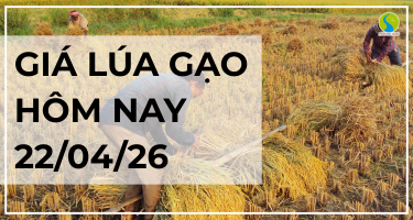 Giá Lúa Gạo Hôm Nay Ngày 22/4/2026: Đi Ngang Cuối Vụ