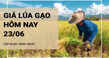 Giá lúa gạo hôm nay ngày 23/06/2024: Giá gạo tăng nhẹ 50 đồng/kg