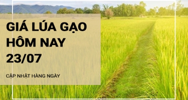 Giá lúa gạo hôm nay ngày 23/07/2024: Giá lúa giảm nhẹ 200 đồng/kg