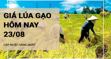 Giá lúa gạo hôm nay ngày 23/08/2024: Giá lúa giảm 200 đồng/kg, giá gạo duy trì ổn định