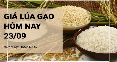 Giá lúa gạo hôm nay ngày 23/09/2024: Giá gạo tăng cao; giá lúa ổn định