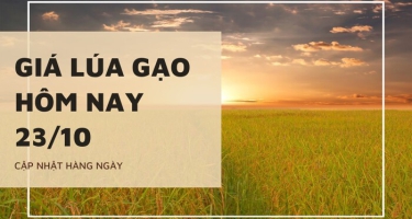 Giá lúa gạo hôm nay ngày 23/10/2023: Giá lúa đồng loạt tăng mạnh