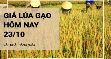 Giá lúa gạo hôm nay ngày 23/10/2024: Thị trường không có nhiều biến động