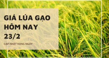 Giá lúa gạo hôm nay ngày 23/2 tại Đồng bằng sông Cửu Long tiếp tục giảm mạnh với lúa